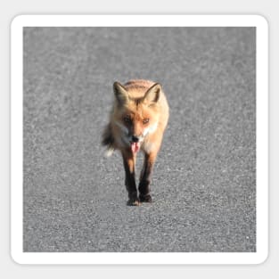 Red Fox, Wildlife Gifts, Wild Animals Sticker
